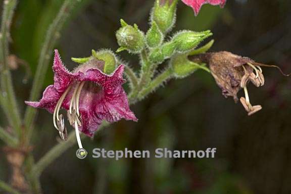 nicotiana tomentosa 4 graphic